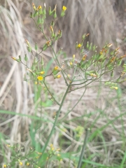Asteraceae