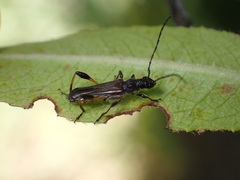 Callimoxys fuscipennis