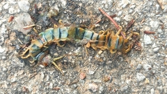 Scolopendra cingulata