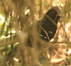 Pyriglena leucoptera