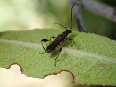 Callimoxys fuscipennis