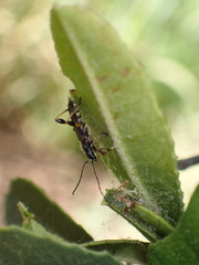 Callimoxys fuscipennis