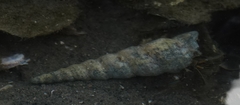 Turritella attenuata