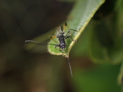 Callimoxys fuscipennis