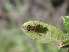 Callimoxys fuscipennis