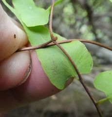 Lygodium microphyllum