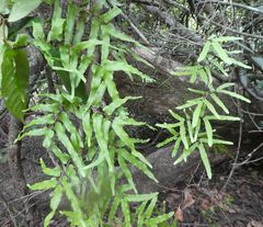 Lygodium microphyllum