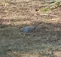 Streptopelia decaocto