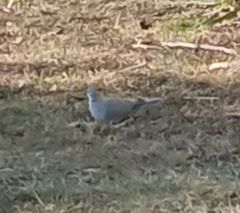 Streptopelia decaocto