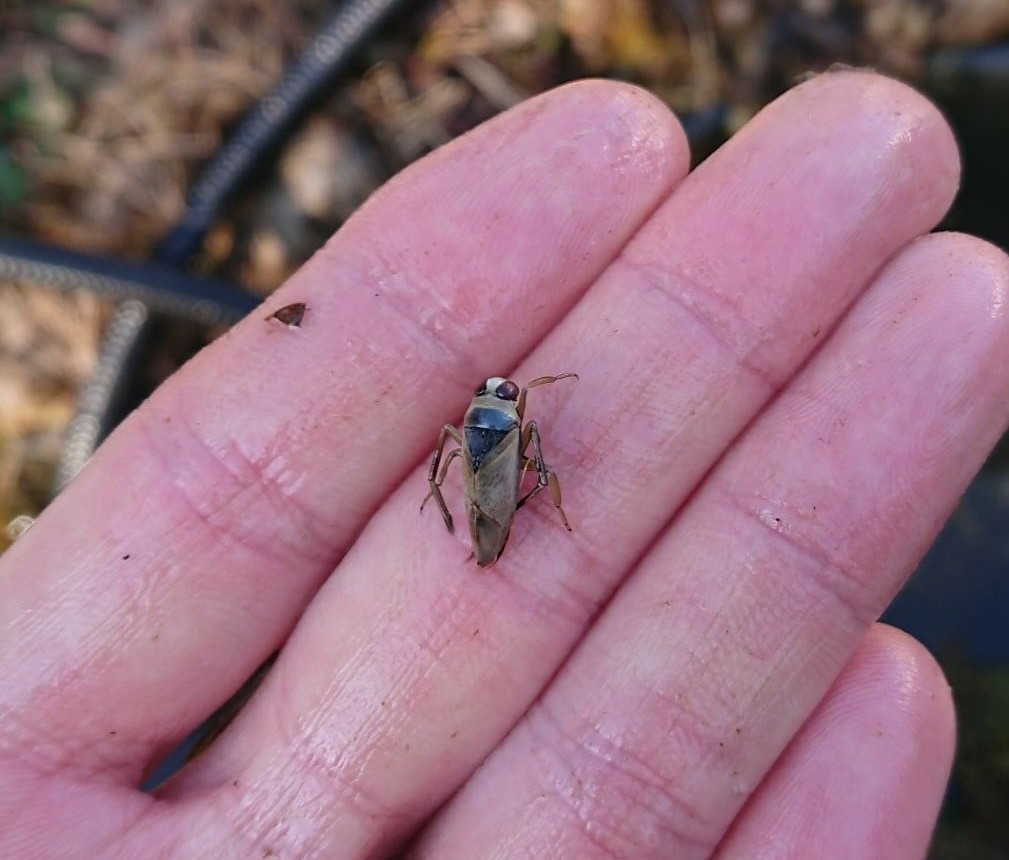 greater-water-boatman-from-80686-m-nchen-deutschland-on-march-13-2022