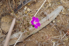 Mirabilis prostrata