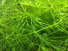 Ceratophyllum submersum