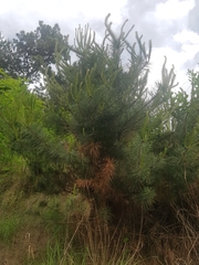 Pinus