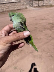 Psilopsiagon aurifrons