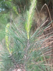 Pinus