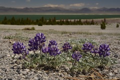 Lupinus duranii