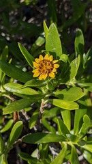 Borrichia arborescens