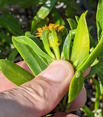 Borrichia arborescens