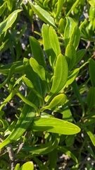 Borrichia arborescens