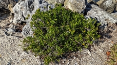 Borrichia arborescens