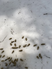 Canachites canadensis