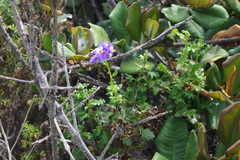 Solanum pinnatum