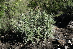Cirsium argillosum