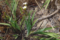 Sisyrinchium graminifolium