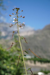 Cleome daghestanica