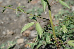 Cleome daghestanica