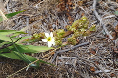 Sisyrinchium graminifolium