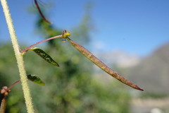 Cleome daghestanica
