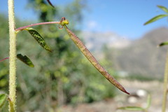 Cleome daghestanica