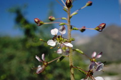 Cleome daghestanica