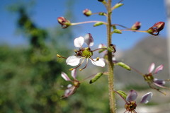 Cleome daghestanica