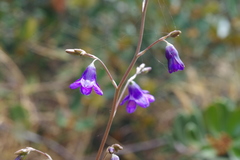 Conanthera campanulata