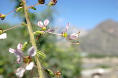 Cleome daghestanica