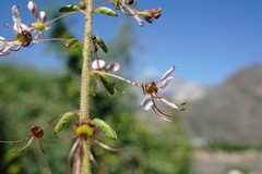 Cleome daghestanica