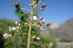 Cleome daghestanica