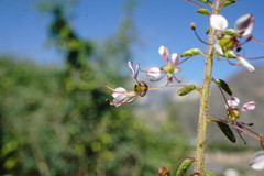 Cleome daghestanica