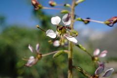 Cleome daghestanica