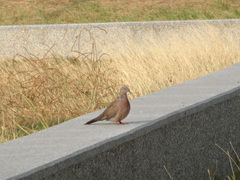 Streptopelia chinensis