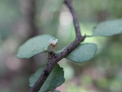 Melicytus micranthus