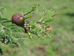 Crematogaster nigriceps