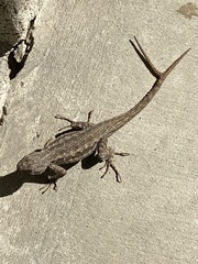 Sceloporus occidentalis