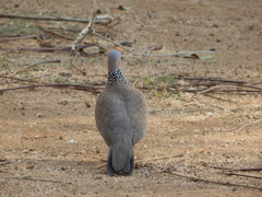 Streptopelia chinensis