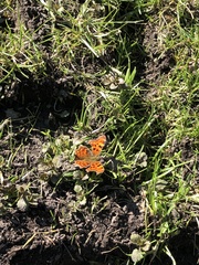 Polygonia c-album