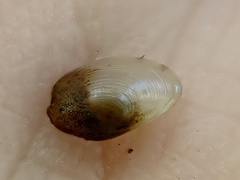 Pisidium amnicum