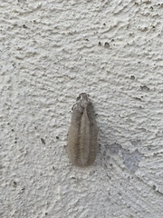 Mantis religiosa