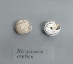 Xerocrassa cretica